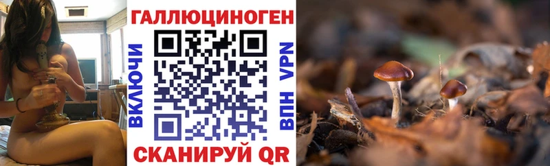 Галлюциногенные грибы Psilocybe  Купить закладки  Нижняя Тура 